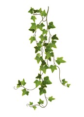 Ivy plant branch cartoon vector illustration. Climbing vine.