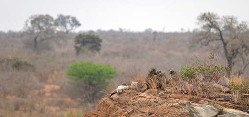 Baboon troop on Lion Rock in Kruger National Park in South Africa RSA