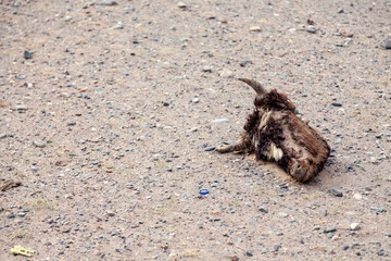 Head of a dead bull with horns and skin on the background of the ground