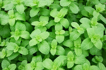 Kitchen Mint,Marsh Mint herbs and vegetables.