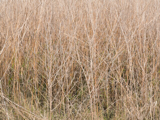 The pattern of dry grass is complex