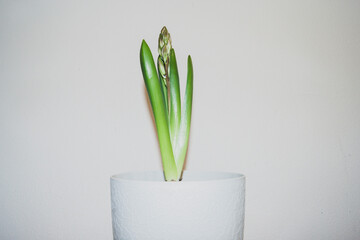 The bulbous plant released the eternal leaves and arrow with buds. Hyacinth woke up.