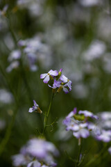 萬葉植物園の花