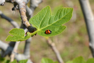 てんとう虫がイチジクの若葉で休憩している風景