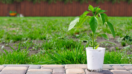 A pepper sapling in a white pot is ready for planting. Organic farming and horticulture concept