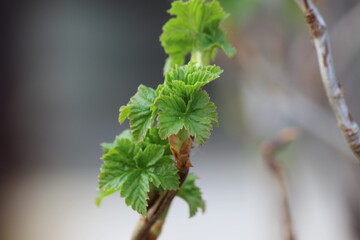 young leaves of a bush in spring 