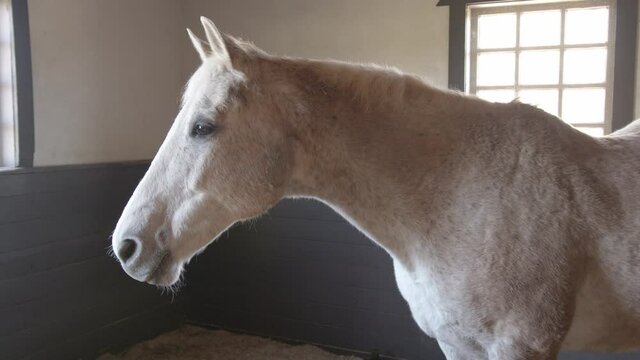 White horse in a stable moving their ears