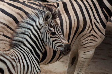 detail of a small zebra