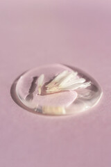 Fototapeta na wymiar A drop of transparent cosmetic gel with echinacea on a lilac background.