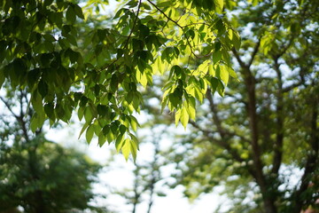 Leaves shining in sunlight