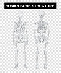 Front and back of human bone structure on transparent background
