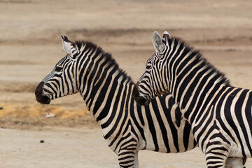 Fototapeta na wymiar two zebra in the zoo