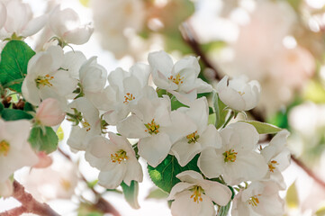 Blooming apple tree in spring. White blossoming apple flowers on a branch. Spring season, spring colors