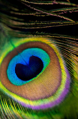 Obraz premium Background, wallpaper, texture. Part of beautiful peacock tail in dark