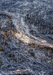 Patches of burnt straw and ashes on a field against a blurred background. Aftermath after wildfire in the early spring.