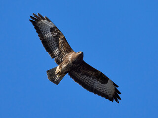 Common buzzard (Buteo buteo)