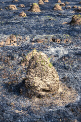 Bump with several leaflets of green grass recovering after wildfire against a blurred background. Meadow with small mounds and burnt grass.