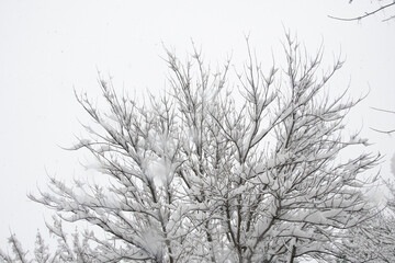 Fototapeta na wymiar Snowed tree