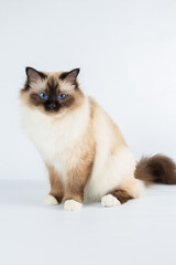 Sacred Birman Cat, birma isolated on a white background, studio photo