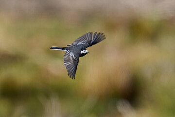 White wagtail (Motacilla alba)