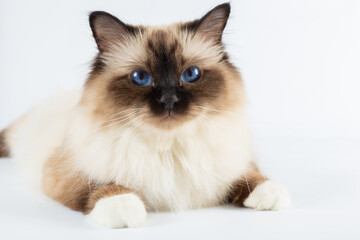 Sacred Birman Cat, birma isolated on a white background, studio photo