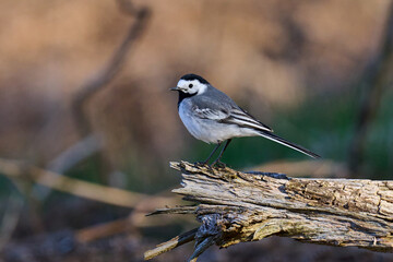 White wagtail (Motacilla alba)