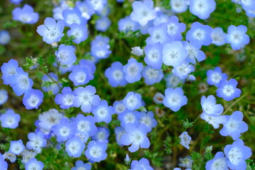 Nemophila