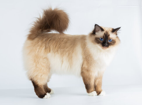 Sacred Birman Cat, birma isolated on a white background, studio photo