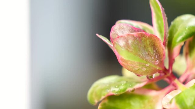 After the rain, nature has returned to its fullness and freshness.Small water droplets arise on the petals of the flower (Kalanchoe thyrsiflora).