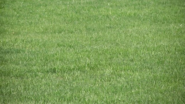 Grass in the stadium in the sunlight. Close-up of a green soccer field. Close-up macro of a soccer field or soccer field. Green grass field
