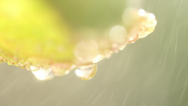 The rain that blew in Freshen up the flowers.
Water droplets under the petals of Kalanchoe thyrsiflora, which strikes the evening light. Causing a beautiful sparkle