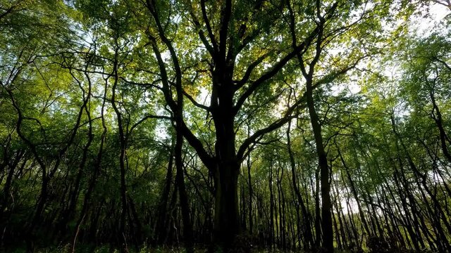 Overview of a Wood with Oak