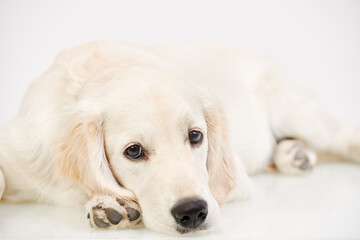dog lying on a floor