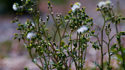 flowers in the grass