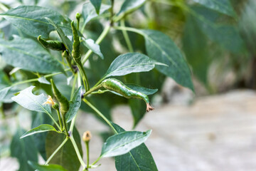 Green organic chili peppers growing on the tree