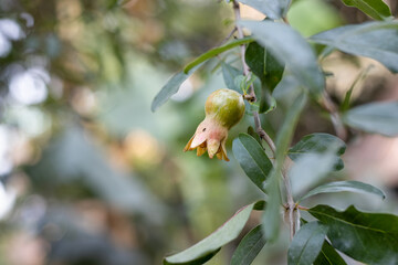 Green Pomegranate close up on the tree