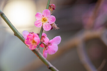 春満開の羽根木公園の梅