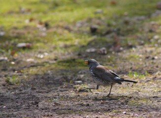 blackbird