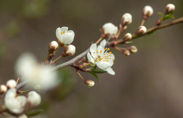 Close up view of tree blossom