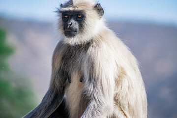 Female monkey trying to give me a pose