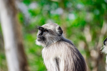 Monkey sitting on a wall