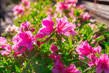 神田川沿いのツツジ