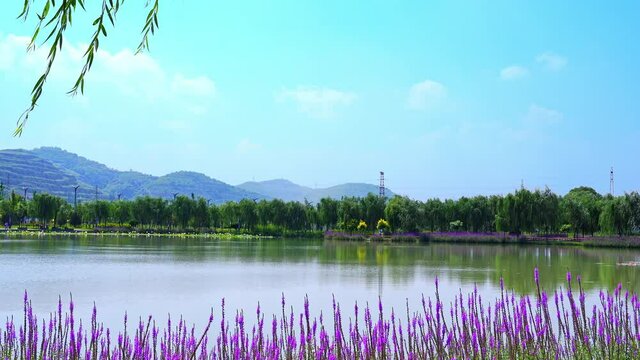 With willow leaves fluttering in wind in foreground, beautiful lake in park and mountains in the distance