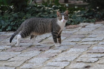 Young, rural cat on a paved yard 