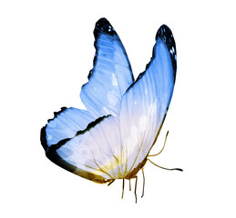 Color butterfly , isolated on the white © suns07butterfly