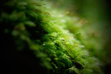 green moss in the forest