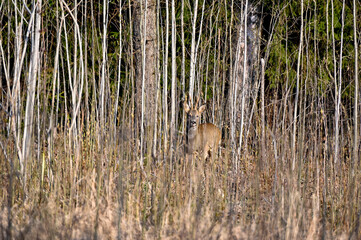 roe deer camouflaged in a springtime forest