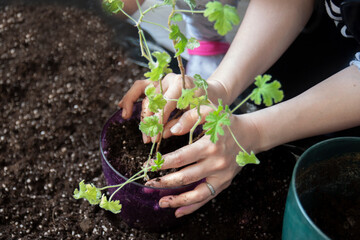 Young woman and her daughter are planting pelargoniums in pots on their balcony. Selective Focus Plant and dirt.