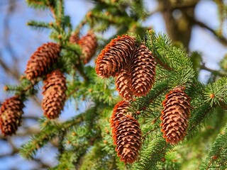 cones on a branch