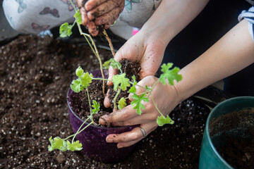 Young woman and her daughter are planting pelargoniums in pots on their balcony. Selective Focus Plant and dirt.